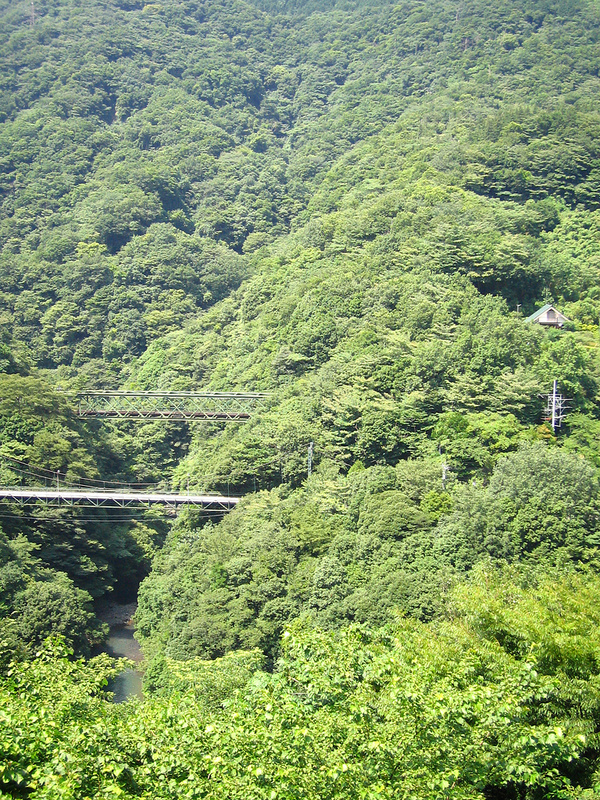 Hakone wooded valley