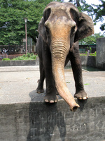 Elephant - Odawara