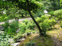 A garden in Kyoto