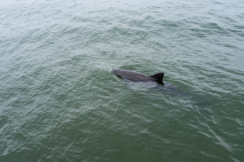 Dolphin near Vinoy Parl,St Petersburg, Florida